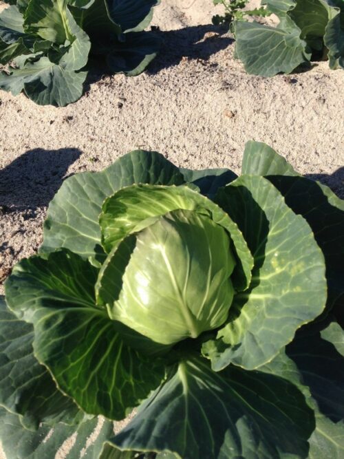Defender Cabbage Cabbage Admiral F1 - Alliance Seeds