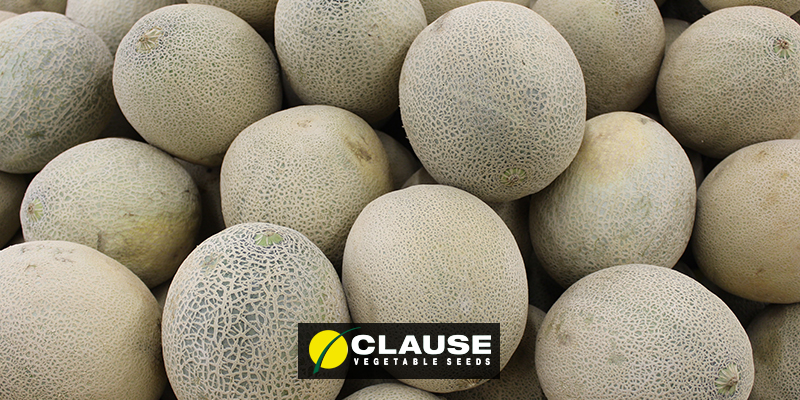 Melon White Haven - Alliance Seeds
