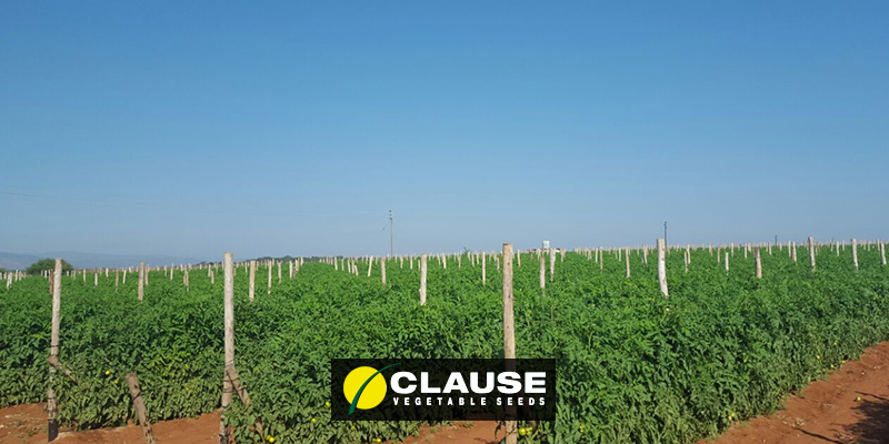 Tomato CLX 37532 F1 - Alliance Seeds